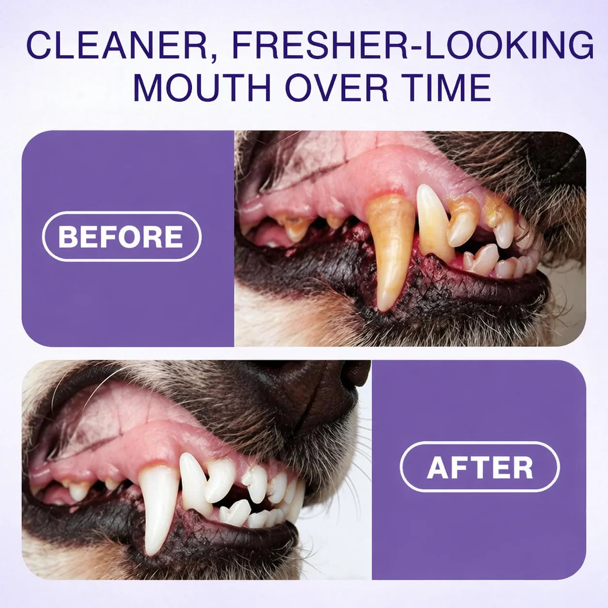 Soulhera™ Advanced Pet Oral Spray | Fresher Breath, Plaque Biofilm & Gum Care — No Brushing