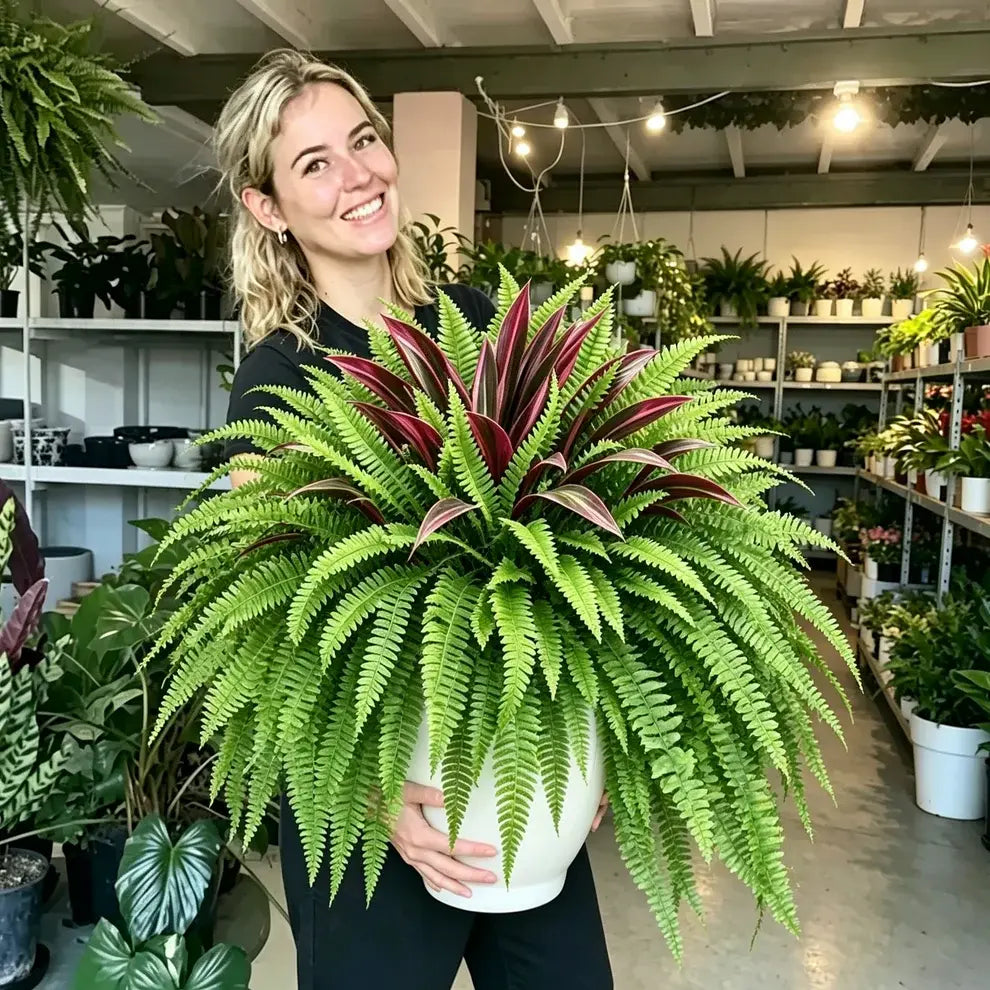 🔥 UV-Resistant Artificial Fern & Red Dracaena Decorative Plants – Full, Lush & Fade-Resistant!