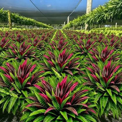 🔥 UV-Resistant Artificial Fern & Red Dracaena Decorative Plants – Full, Lush & Fade-Resistant!